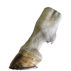 Przekrój  anatomiczny końskiego kopyta