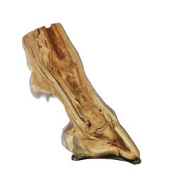Przekrój  anatomiczny końskiego kopyta